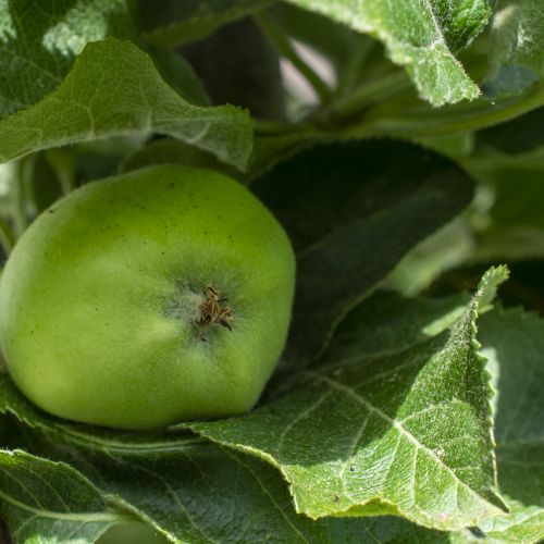 Apfel030