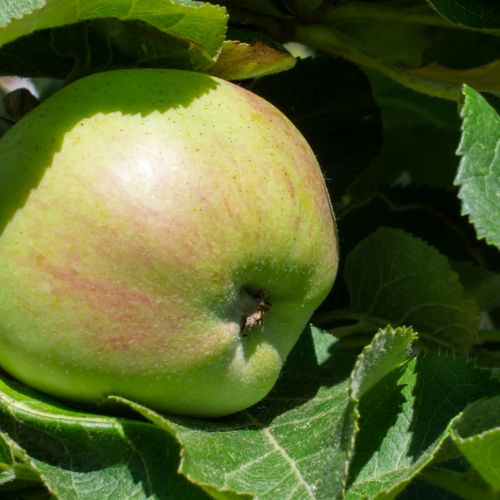 Apfel033
