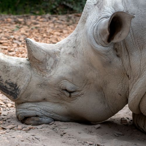Nashorn002