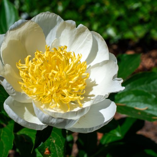 Pfingstrose029